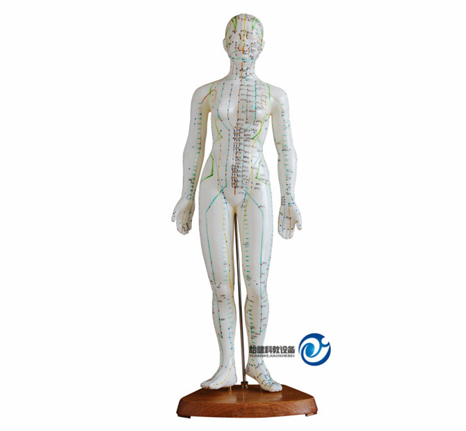 人體針灸模型48CM