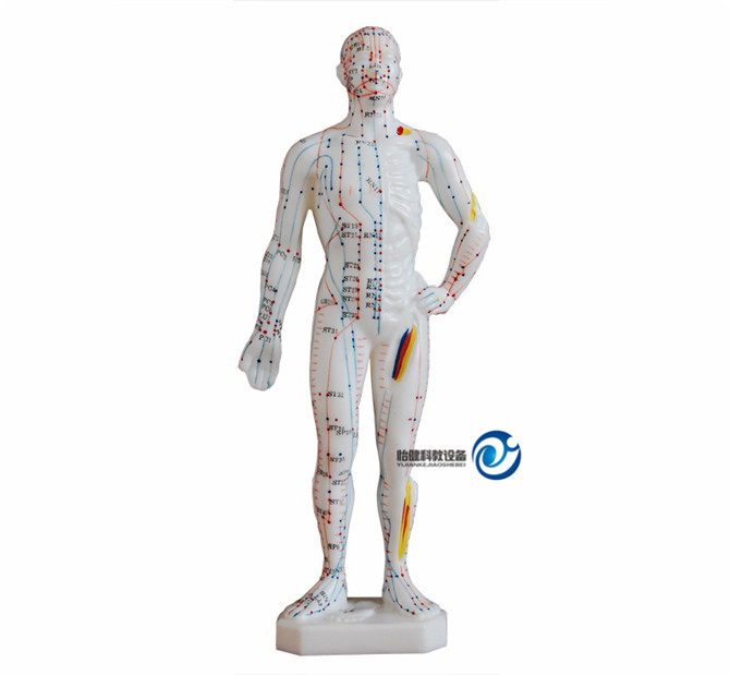 人體針灸模型26CM