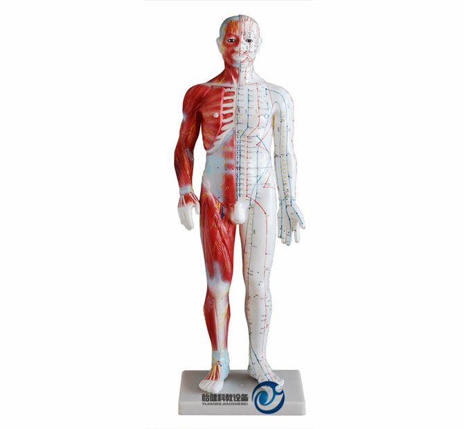 60CM男性針灸模型(帶肌肉解剖)