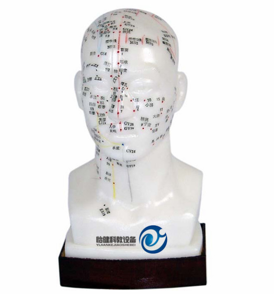 頭針灸模型20CM