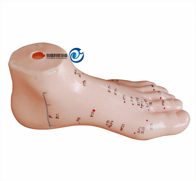 足針灸模型13CM