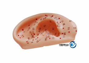 自然大耳針灸模型