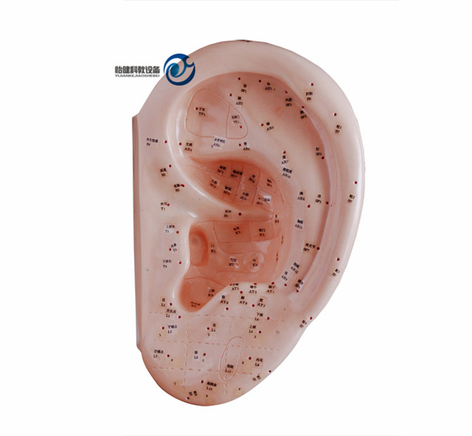 耳針灸模型40CM