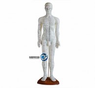 60cm人體針灸模型