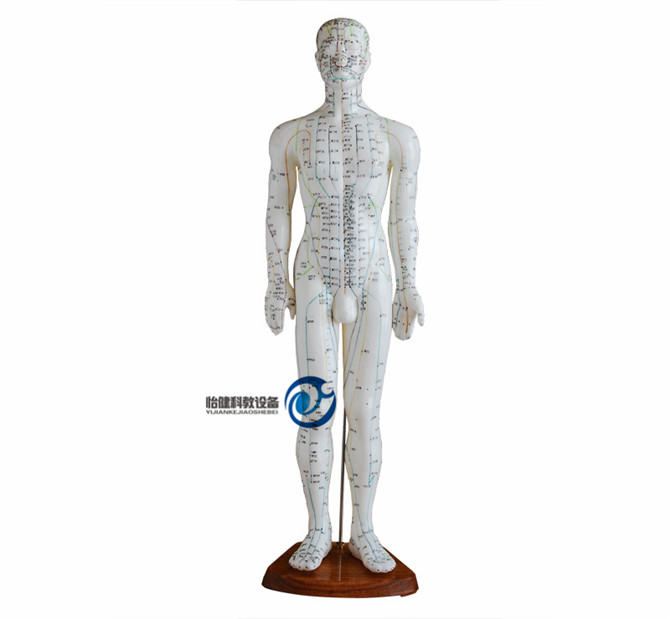 人體針灸模型60CM