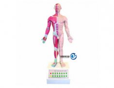 電動語言十四針灸模型