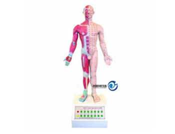 電動語言十四針灸模型
