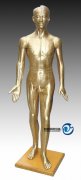 人體針灸模型178CM(青銅色）