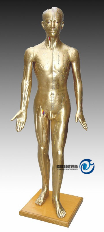 針灸銅人模型