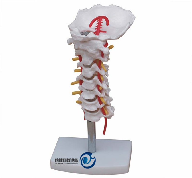 頸椎帶頸動脈、后枕骨、椎間盤與神經模型