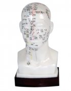 頭針灸模型自然大