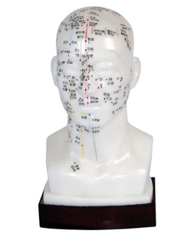 頭針灸模型自然大