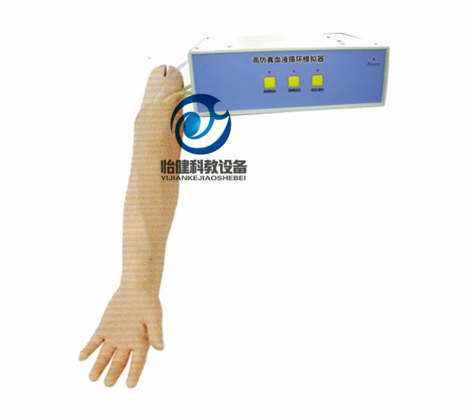 成人動脈穿刺操作模型
