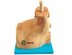 肩關節鏡檢查模型